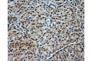 Immunohistochemical staining of paraffin-embedded pancreas tissue using anti-DNTTIP1 mouse monoclonal antibody. (DNTTIP1 抗体)