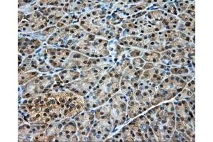 Immunohistochemical staining of paraffin-embedded pancreas tissue using anti-DNTTIP1 mouse monoclonal antibody.