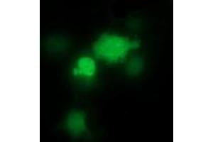 Image no. 4 for anti-THUMP Domain Containing 1 (THUMPD1) antibody (ABIN1501384) (THUMPD1 抗体)