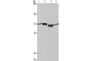 Western Blotting (WB) image for anti-Synapsin I (SYN1) antibody (ABIN2433198) (SYN1 抗体)
