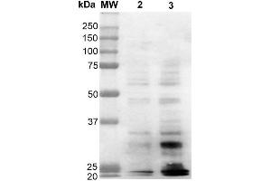 Western Blot analysis of Human Cervical Cancer cell line (HeLa) showing detection of Dityrosine-BSA using Mouse Anti-Dityrosine Monoclonal Antibody, Clone 10A6 . (Dityrosine 抗体  (Biotin))