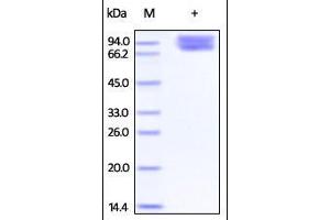 Cynomolgus B7-2, Fc Tag on SDS-PAGE under reducing (R) condition.