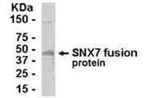 Western Blotting (WB) image for anti-Sorting Nexin 7 (SNX7) (AA 1-387) antibody (ABIN2467909) (Sorting Nexin 7 抗体  (AA 1-387))
