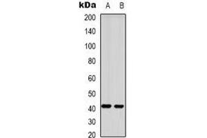 Western blot analysis of GPR87 expression in HepG2 (A), mouse brain (B) whole cell lysates. (GPR87 抗体)