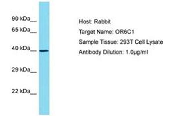 OR6C1 抗体  (AA 227-276)