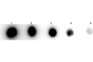 Dot Blot results of Rabbit Anti-Xanthine Oxidase Antibody Biotin Conjugated. (XDH 抗体  (Biotin))