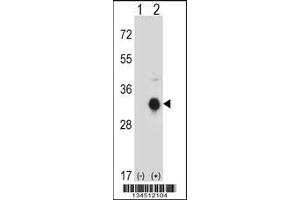 Western blot analysis of KLK10 using rabbit polyclonal KLK10 Antibody using 293 cell lysates (2 ug/lane) either nontransfected (Lane 1) or transiently transfected (Lane 2) with the KLK10 gene. (Kallikrein 10 抗体  (N-Term))