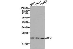 Western blot analysis of extracts of various cell lines, using GPX1 antibody. (Glutathione Peroxidase 1 抗体)