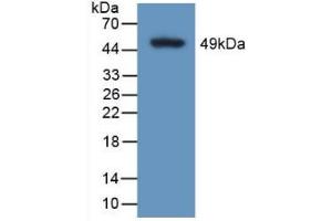 Western blot analysis of recombinant Human CALU. (CALU 抗体  (AA 20-315))