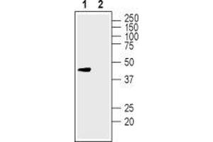 Western blot analysis of human SH-SY5Y neuroblastoma cell lysate: - 1. (KCNK12 抗体  (1st Extracellular Loop))