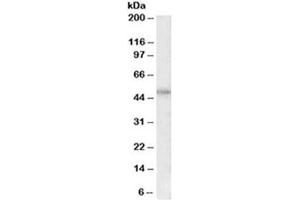 Western blot testing of HeLa lysate with PAR1 antibody at 0. (PAR1 抗体)