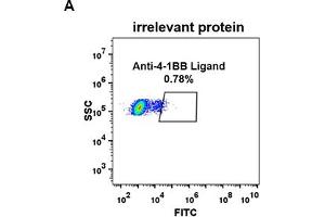 Expi 293 cell line transfected with irrelevant protein  (A) and human 4-1BB Ligand  (B) were surface stained with Rabbit anti-4-1BB Ligand monoclonal antibody 1 μg/mL (clone: DM68) followed by Alexa 488-conjugated anti-rabbit IgG secondary antibody.