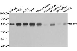 Western blot analysis of extracts of various cell lines, using RBBP7 antibody. (RBBP7 抗体)
