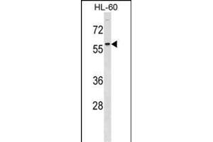 DCDC2 Antibody (Center) (ABIN1538281 and ABIN2848548) western blot analysis in HL-60 cell line lysates (35 μg/lane). (DCDC2 抗体  (AA 306-334))