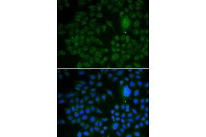 Immunofluorescence (IF) image for anti-Low Density Lipoprotein Receptor-Related Protein 1 (LRP1) (AA 20-270) antibody (ABIN3021969) (LRP1 抗体  (AA 20-270))