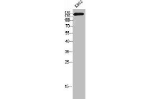 Western Blot analysis of K562 cells using CAF-1 p150 Polyclonal Antibody (CHAF1A 抗体  (Internal Region))