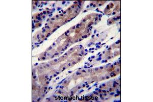 HS Antibody (C-term) (ABIN1944844 and ABIN2839489) immunohistochemistry analysis in formalin fixed and paraffin embedded human stomach tissue followed by peroxidase conjugation of the secondary antibody and DAB staining. (Hsc70 抗体  (C-Term))