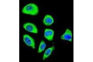 Confocal immunofluorescent analysis of PCDHGA8 Antibody (C-term) Cat. (PCDHGA8 抗体  (C-Term))