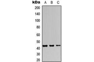 Western blot analysis of JUNB expression in MCF7 (A), Raw264.