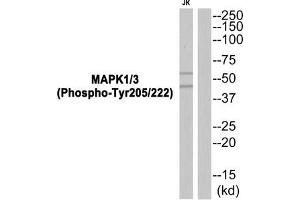Western blot analysis of extracts from JK cells using MAPK1/3 (Phospho-Tyr205/222) Antibody. (ERK1 抗体  (pTyr205, pTyr222))