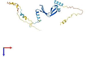 BTF3 Protein (AA 1-204) (His tag)