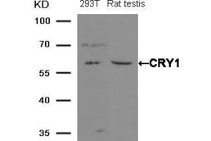 Western blot analysis of extracts from 293T cells and Rat testis tissue using CRY1 Antibody. (CRY1 抗体)