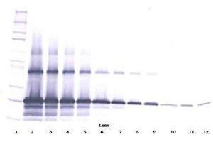Image no. 1 for anti-WNT1 Inducible Signaling Pathway Protein 2 (WISP2) antibody (ABIN465385) (WISP2 抗体)