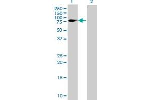Western Blot analysis of FMN1 expression in transfected 293T cell line by FMN1 MaxPab polyclonal antibody. (FMN1 抗体  (AA 1-503))