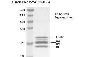 Recombinant Nucleosomes (H3. (Nucleosomes (AA 1-103), (AA 1-126), (AA 1-130), (AA 1-136), (biotinylated), (C-Term) protein (Biotin))