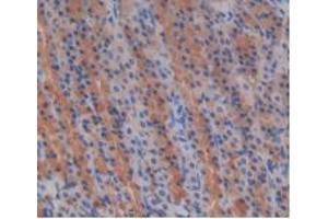 IHC-P analysis of Rat Stomach Tissue, with DAB staining. (EGF 抗体  (AA 974-1026))