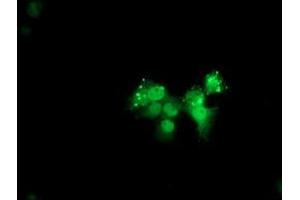 Anti-ANKRD53 mouse monoclonal antibody (ABIN2454356) immunofluorescent staining of COS7 cells transiently transfected by pCMV6-ENTRY ANKRD53 (RC206701). (ANKRD53 抗体  (AA 1-300))