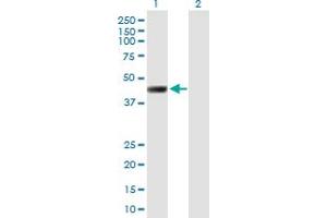 Western Blot analysis of LRRC2 expression in transfected 293T cell line by LRRC2 MaxPab polyclonal antibody. (LRRC2 抗体  (AA 1-371))