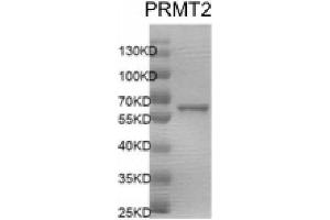 Recombinant PRMT2 protein gel. (PRMT2 Protein (DYKDDDDK Tag))