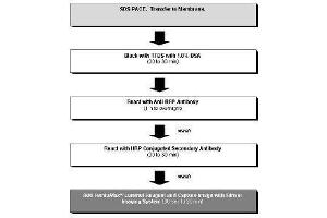 Western Blotting (WB) image for RFP Western Blot Kit: for RFP Chemiluminescent Western Blotting (ABIN2669872) (RFP Western Blot Kit: for RFP Chemiluminescent Western Blotting)