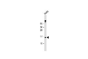 Anti-MLM Antibody (C-term) at 1:1000 dilution + Hela whole cell lysate Lysates/proteins at 20 μg per lane. (Cutaneous Malignant Melanoma/dysplastic Nevus 抗体  (C-Term))