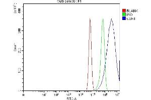 Flow Cytometry analysis of U87 cells using anti-CBR1 antibody (ABIN7600015). (CBR1 抗体  (AA 14-262))