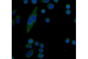 IF analysis of Serum Amyloid P/APCS using anti-Serum Amyloid P/APCS antibody (ABIN5693182). (APCS 抗体  (AA 20-220))