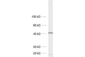 dilution: 1 : 1000, sample: rat brain homogenate (Homer 1b/c (AA 152-354) 抗体)