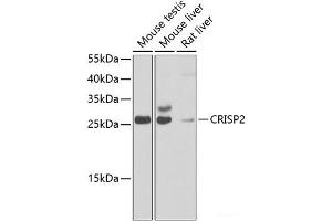 Western blot analysis of extracts of various cell lines using CRISP2 Polyclonal Antibody at dilution of 1:1000. (CRISP2 抗体)