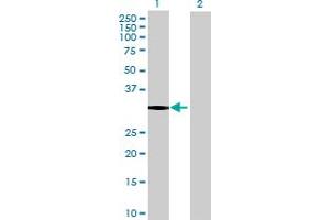 Western Blot analysis of NECAP2 expression in transfected 293T cell line by NECAP2 MaxPab polyclonal antibody. (NECAP2 抗体  (AA 1-263))