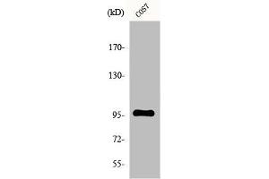 Western Blot analysis of COS7 cells using FASTKD1 Polyclonal Antibody (FASTKD1 抗体  (Internal Region))