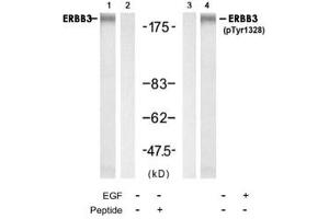 Western blot analysis of extracts from HUVEC cell using ERBB3 polyclonal antibody (Cat # PAB12231, Lane 1 and 2) and Phospho-ERBB3 Y1328 polyclonal antibody (Cat # PAB12186, Lane 3 and 4).