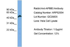WB Suggested Anti-APBB3  Antibody Titration: 0. (APBB3 抗体  (N-Term))