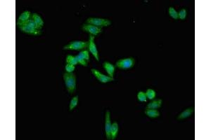 Immunofluorescent analysis of HepG2 cells using ABIN7145416 at dilution of 1:100 and Alexa Fluor 488-congugated AffiniPure Goat Anti-Rabbit IgG(H+L) (APOH 抗体  (AA 119-345))