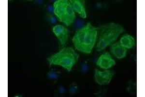 Anti-RASSF1 mouse monoclonal antibody (ABIN2454271) immunofluorescent staining of COS7 cells transiently transfected by pCMV6-ENTRY RASSF1 (RC213525). (RASSF1 抗体)