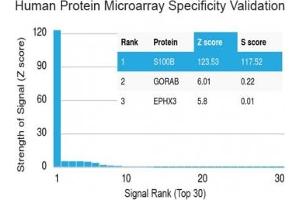 Analysis of HuProt(TM) microarray containing more than 19,000 full-length human proteins using S100 beta antibody (clone S100B/1012). (S100B 抗体)