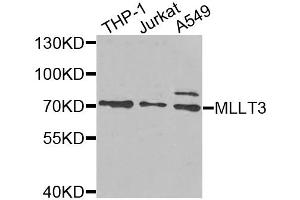 Western blot analysis of extracts of various cell lines, using MLLT3 antibody (ABIN5975267) at 1/1000 dilution. (AF9 抗体)