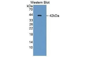 Western Blotting (WB) image for anti-Osteocalcin (BGLAP) antibody (ABIN1869594) (Osteocalcin 抗体)