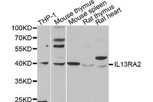 Western Blotting (WB) image for anti-Interleukin 13 Receptor, alpha 2 (IL13RA2) antibody (ABIN1980235) (IL13RA2 抗体)