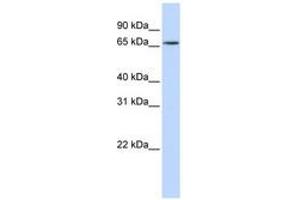 Image no. 1 for anti-Heterogeneous Nuclear Ribonucleoprotein R (HNRNPR) (N-Term) antibody (ABIN6740684) (HNRNPR 抗体  (N-Term))